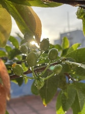 Close-up of fresh non-GMO fruits with dew drops in natural sunlight.