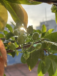 Water droplets rest on vibrant green leaves and small young fruits, illuminated by soft sunlight. The scene captures the freshness of nature with a blurred background.