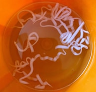 Several long, white worms are submerged in a yellowish liquid within an orange container. The worms are curled and twisted in various shapes.