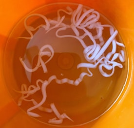 Several long, white worms are submerged in a yellowish liquid within an orange container. The worms are curled and twisted in various shapes.