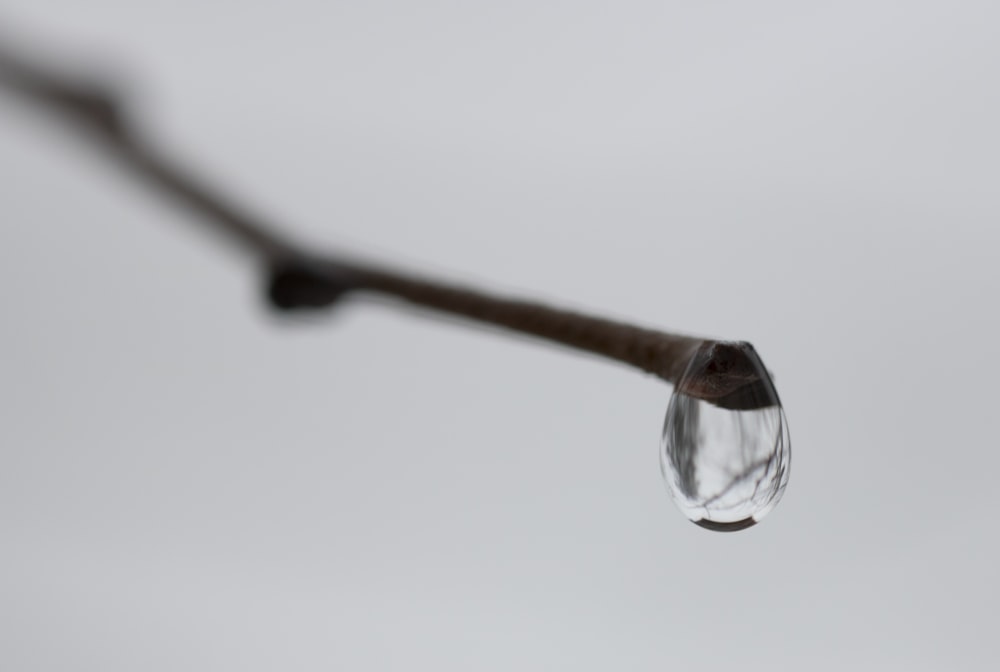 a drop of water hanging from a twig