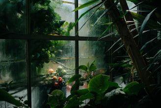 A partially obscured view of a greenhouse interior with condensation on the glass. Lush greenery fills the scene, with various plants casting shadows against the fogged-up windows. Tomatoes and other small fruits are visible, adding a splash of color amidst the leafy plants. Sunlight filters through, enhancing the vibrant hues of the foliage.