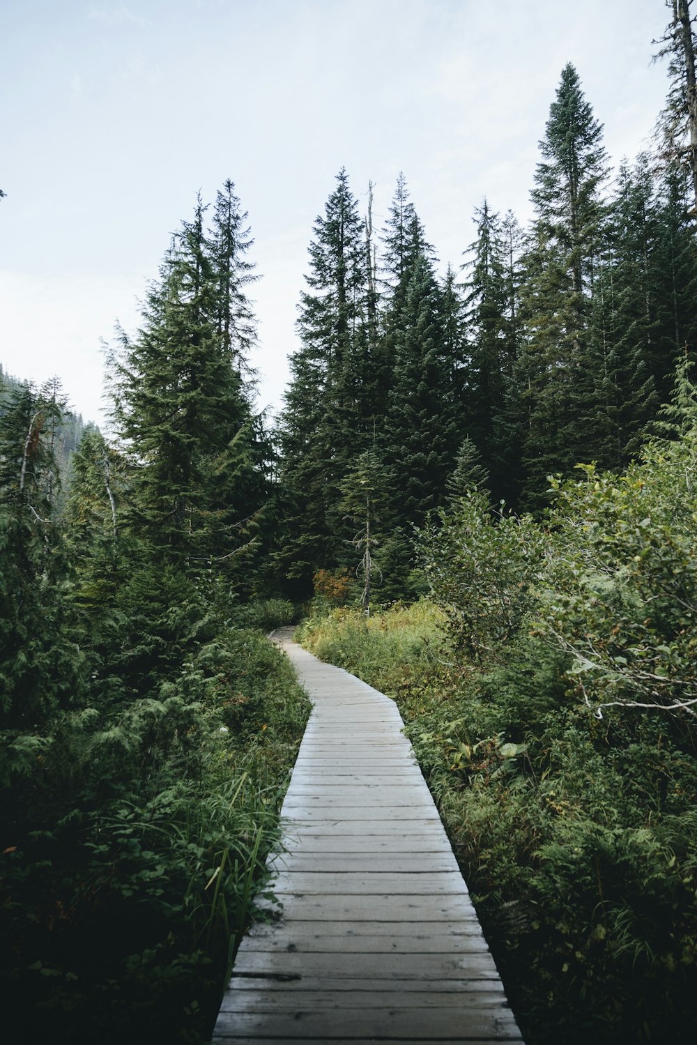 a wooden walkway in the middle of a forest