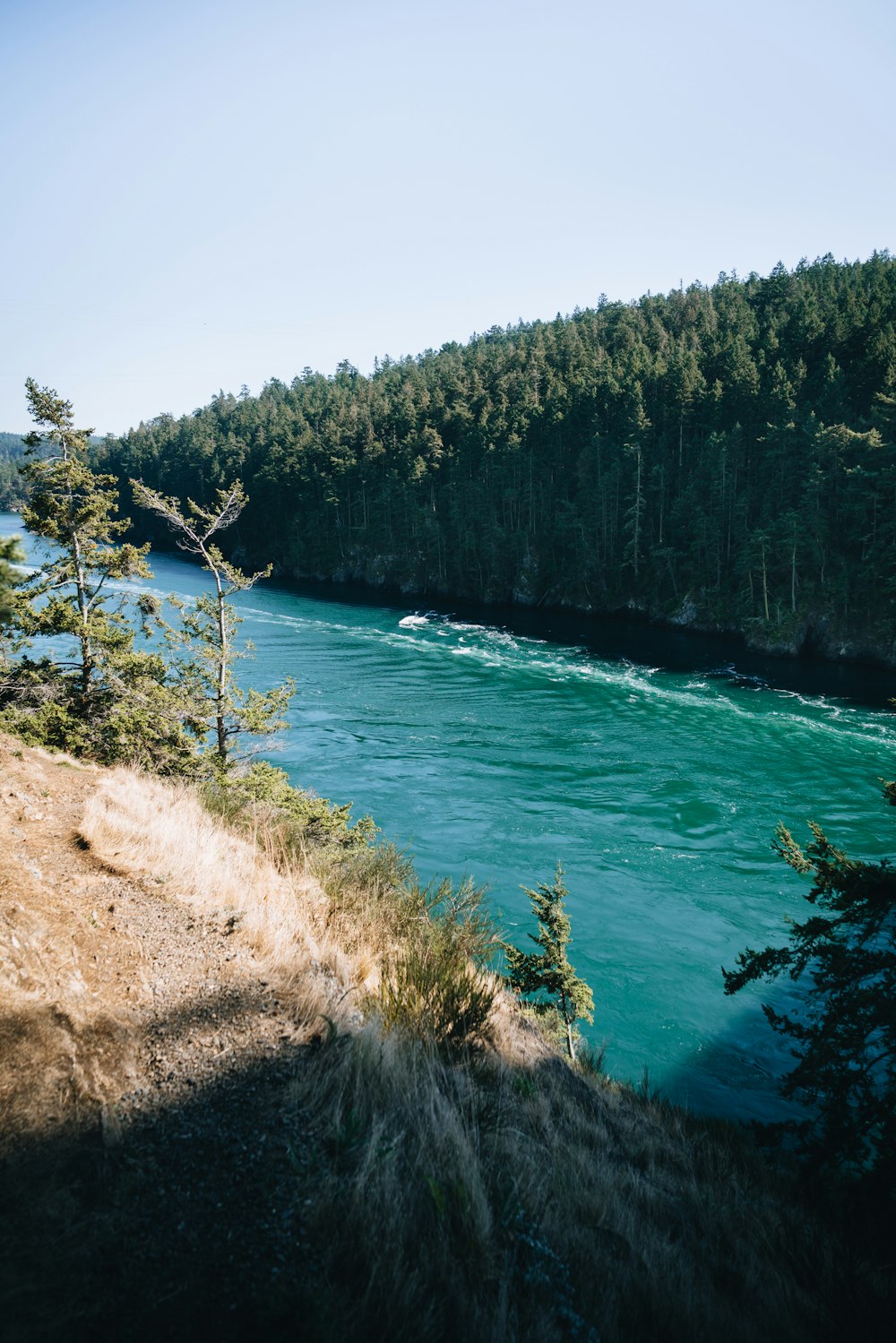 un cuerpo de agua rodeado por un bosque