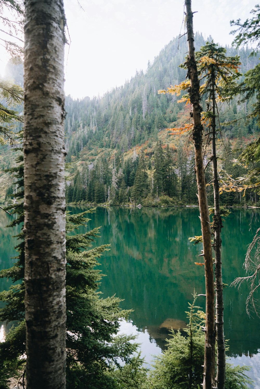 a large body of water surrounded by trees