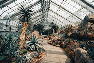 A greenhouse with a variety of desert plants and succulents. Large, spiky agave plants and cactus are featured prominently along a stone pathway. The glass structure allows natural light, creating a warm and dry ambiance. The setting includes rocky terrain and displays different species of resilient plants adapted to arid conditions.