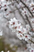 Clusters of delicate white blossoms with soft pink centers, set against a blurred background of branches and additional flowers. The flowers are almond-shaped with intricate detail, highlighted by subtle yellow stamens.