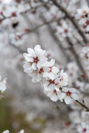 Clusters of delicate white blossoms with soft pink centers, set against a blurred background of branches and additional flowers. The flowers are almond-shaped with intricate detail, highlighted by subtle yellow stamens.