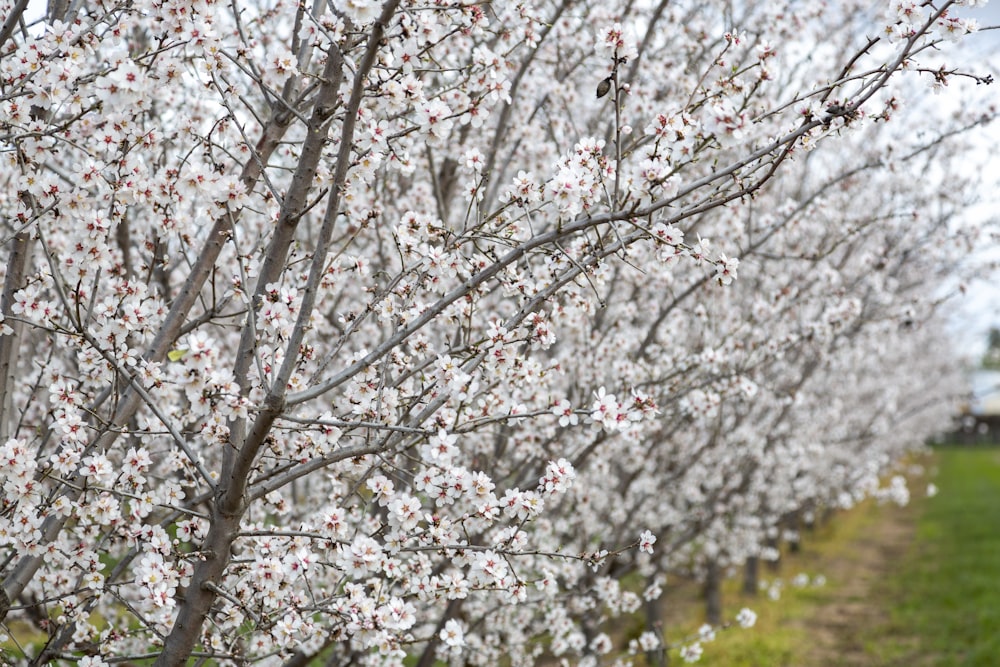 a row of trees with white flowers on them