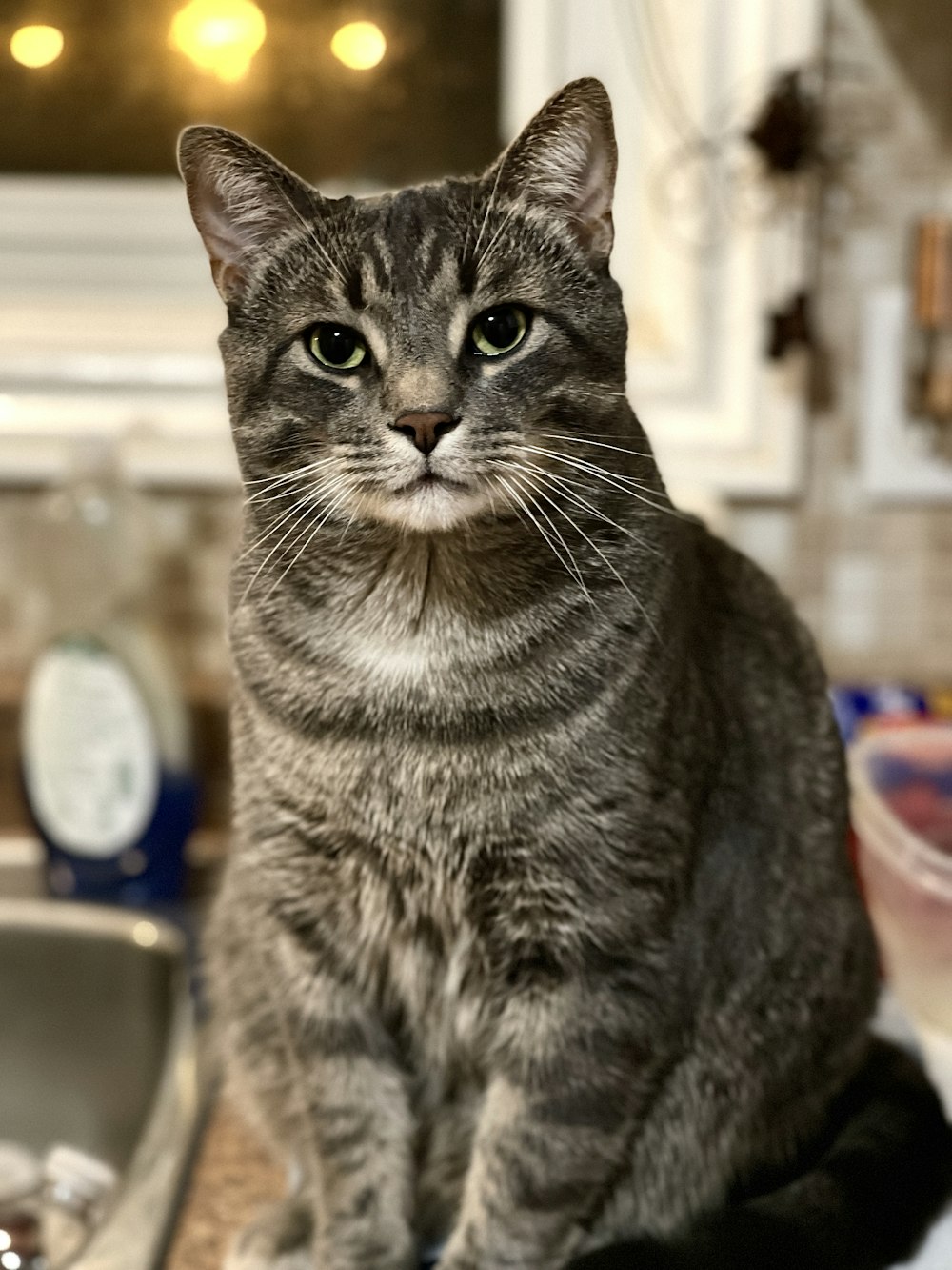 a cat sitting on top of a kitchen sink