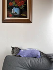 A stylish cat lounging comfortably in a vibrant, custom-made dress.