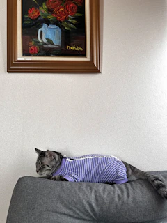 A stylish cat lounging comfortably in a vibrant, handcrafted dress.