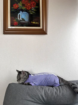 A stylish cat lounging comfortably in a vibrant, handcrafted dress.