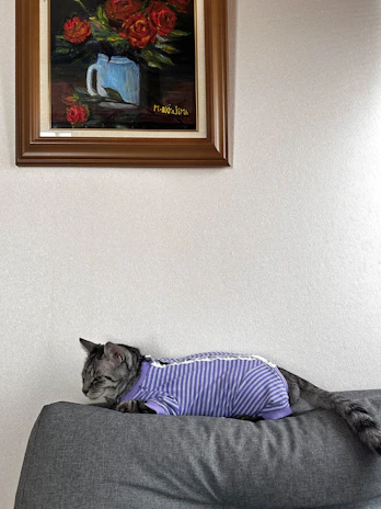A playful cat dressed in a vibrant, custom-made outfit lounging on a cozy couch.