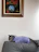 A joyful cat lounging on a cozy couch wearing a vibrant, original handmade outfit.