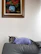 A joyful cat lounging on a cozy couch wearing a vibrant, original handmade outfit.