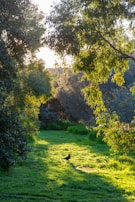 Sunlight filtering through trees onto a quiet corner of the sanctuary where animals relax.