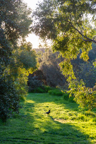 Sunlight filtering through trees onto a quiet training ground where game fowls practice.