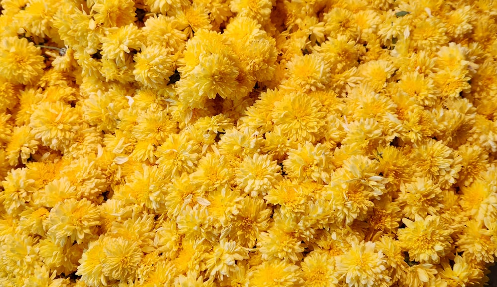 a bunch of yellow flowers that are on a table