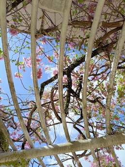 A wooden pergola is covered in flowering vines with pink blossoms and green leaves. The clear blue sky is visible through the gaps in the slats, creating a serene and picturesque view from below.