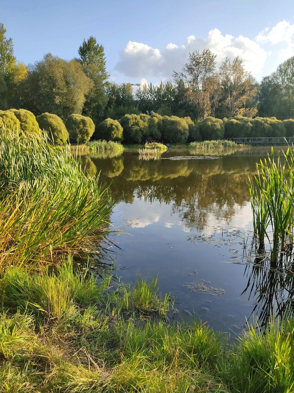 a pond surrounded by tall grass and trees