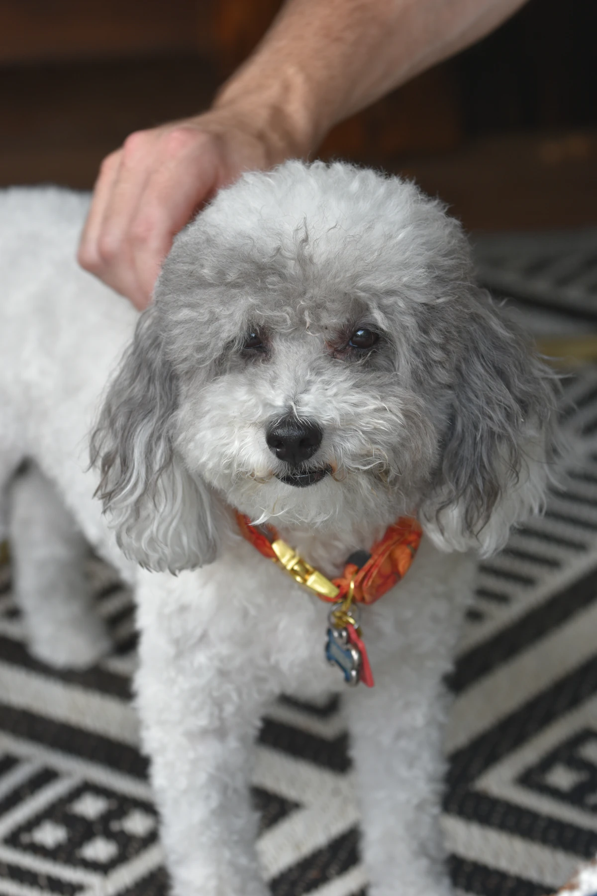 Full grooming package — freshly groomed poodle