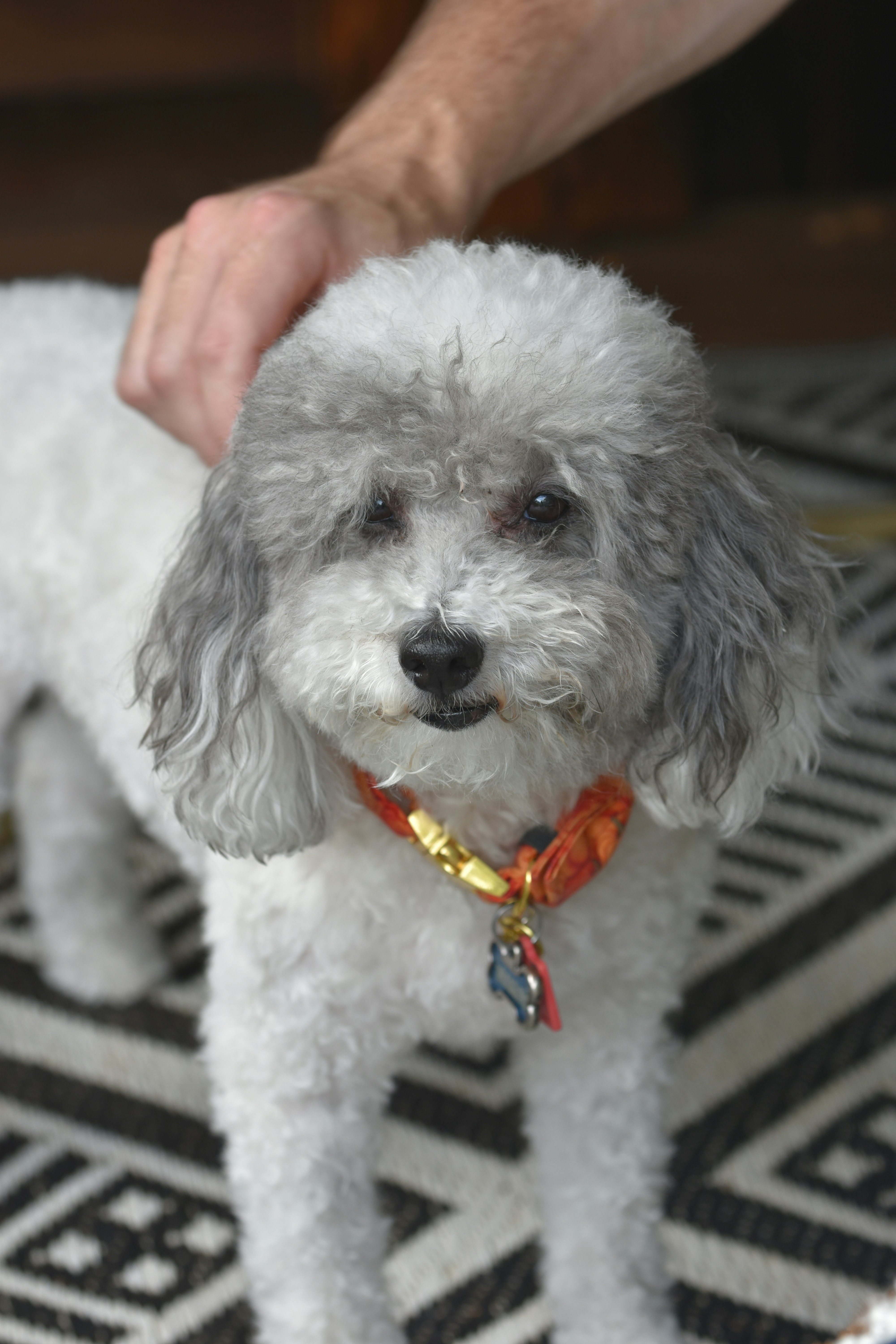 a small white dog standing on top of a rug