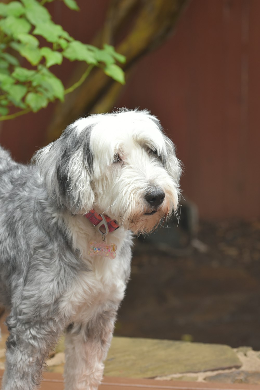 a gray and white dog standing next to a tree