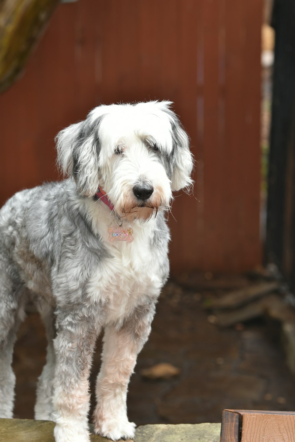 a white and gray dog standing on top of a wooden bench