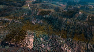 An aerial view of a landscape featuring dense patches of forest and areas of deforestation. The scene includes pathways or dirt roads winding through the terrain, with a mixture of green foliage and barren land. The image captures the contrast between lush vegetation and areas cleared of trees.
