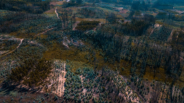 An aerial view of a landscape featuring dense patches of forest and areas of deforestation. The scene includes pathways or dirt roads winding through the terrain, with a mixture of green foliage and barren land. The image captures the contrast between lush vegetation and areas cleared of trees.