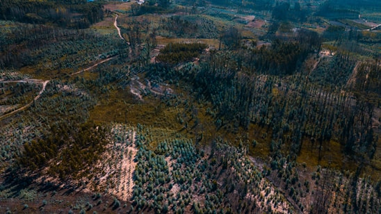 An aerial view of a landscape featuring dense patches of forest and areas of deforestation. The scene includes pathways or dirt roads winding through the terrain, with a mixture of green foliage and barren land. The image captures the contrast between lush vegetation and areas cleared of trees.