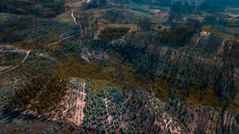 An aerial view of a landscape featuring dense patches of forest and areas of deforestation. The scene includes pathways or dirt roads winding through the terrain, with a mixture of green foliage and barren land. The image captures the contrast between lush vegetation and areas cleared of trees.