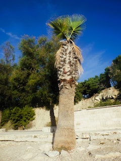 Close-up of a tall royal palm with a clear blue sky background