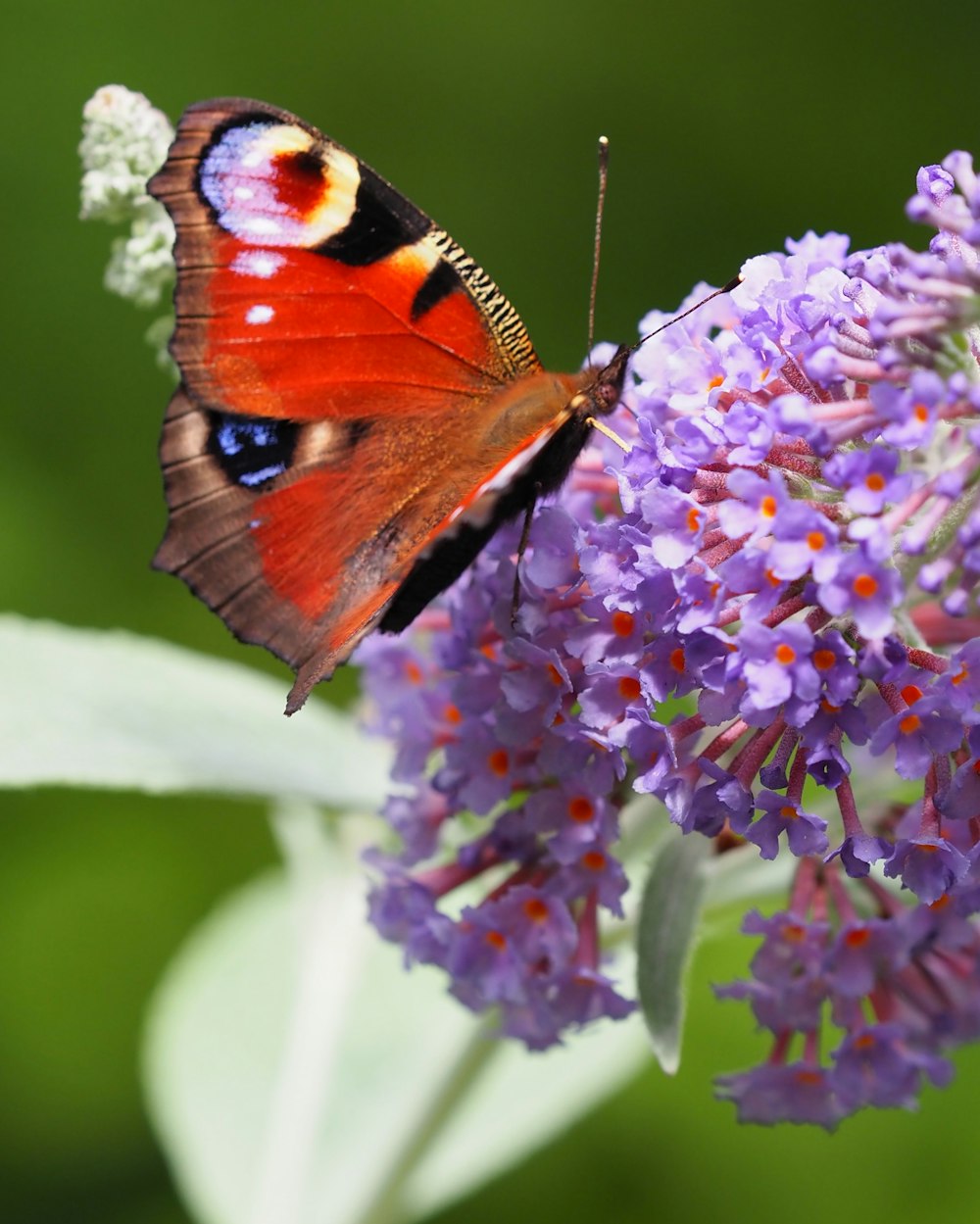 a close up of a butterfly on a flower