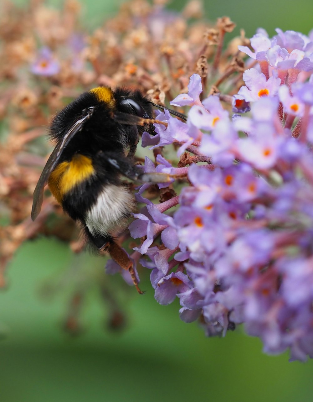 a close up of a bee on a purple flower