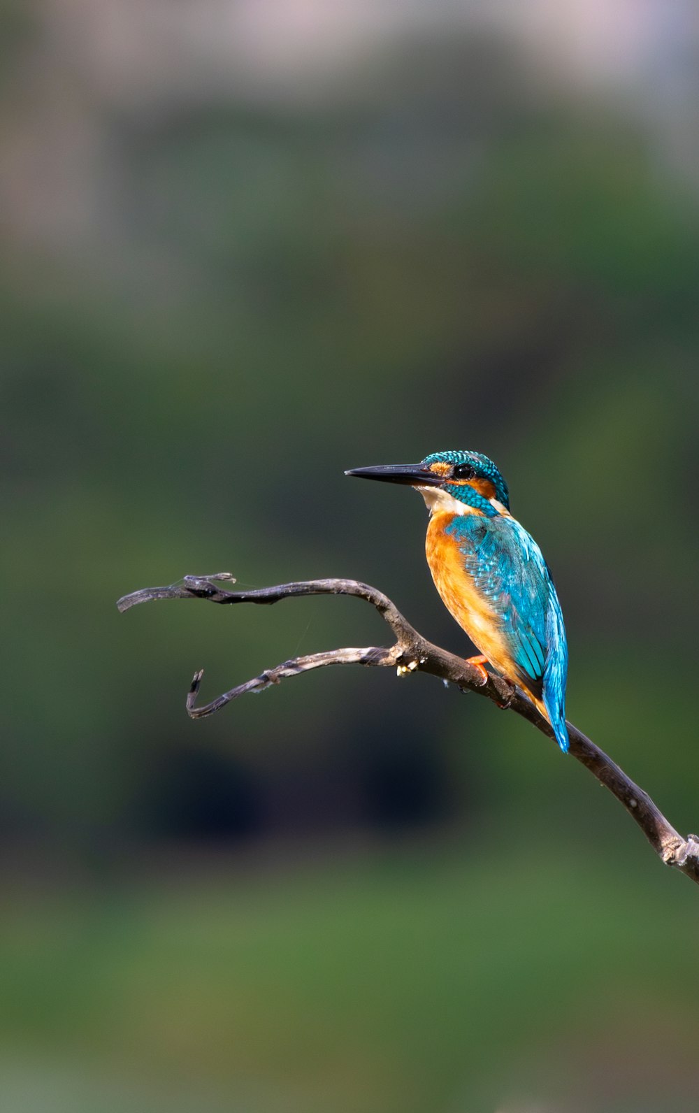 a colorful bird sitting on a branch of a tree