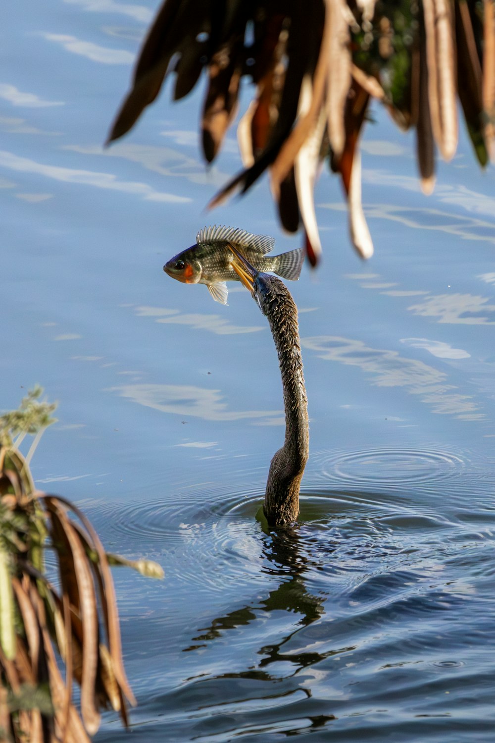 a bird with a fish in its mouth in the water