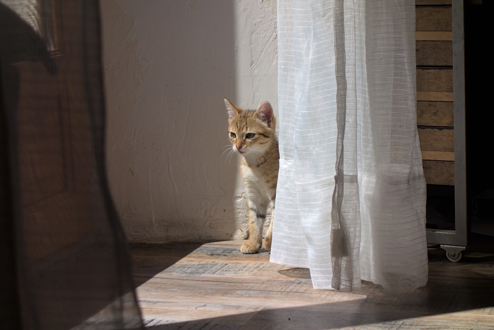 a cat sitting on the floor next to a curtain