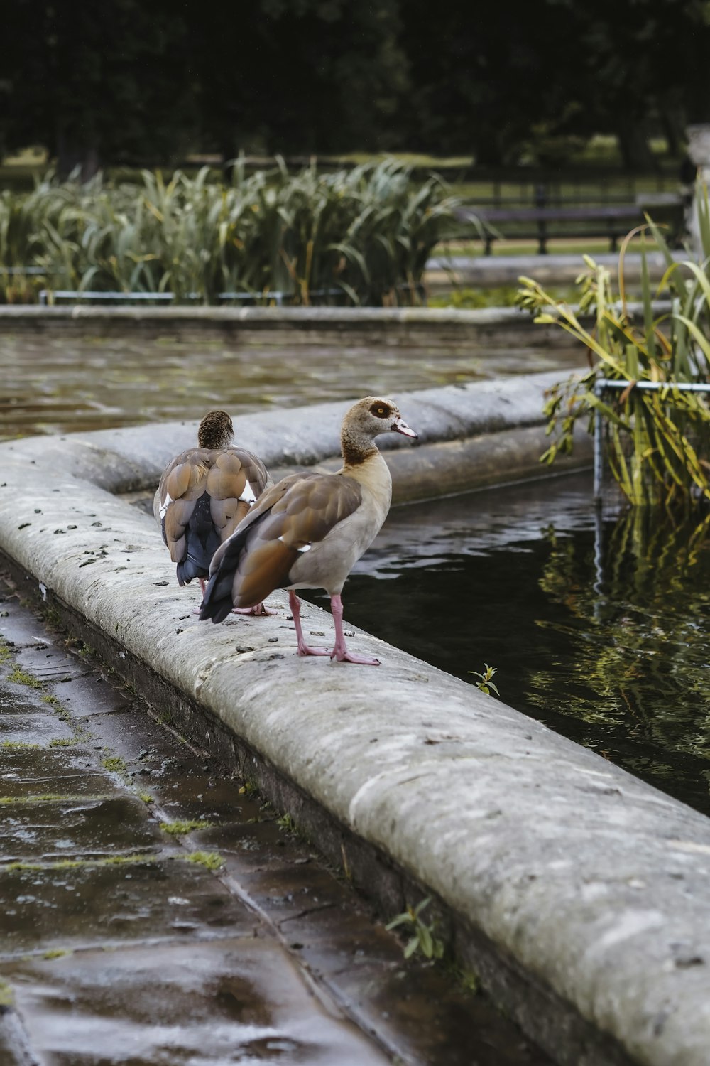 two ducks are standing on the edge of a pond