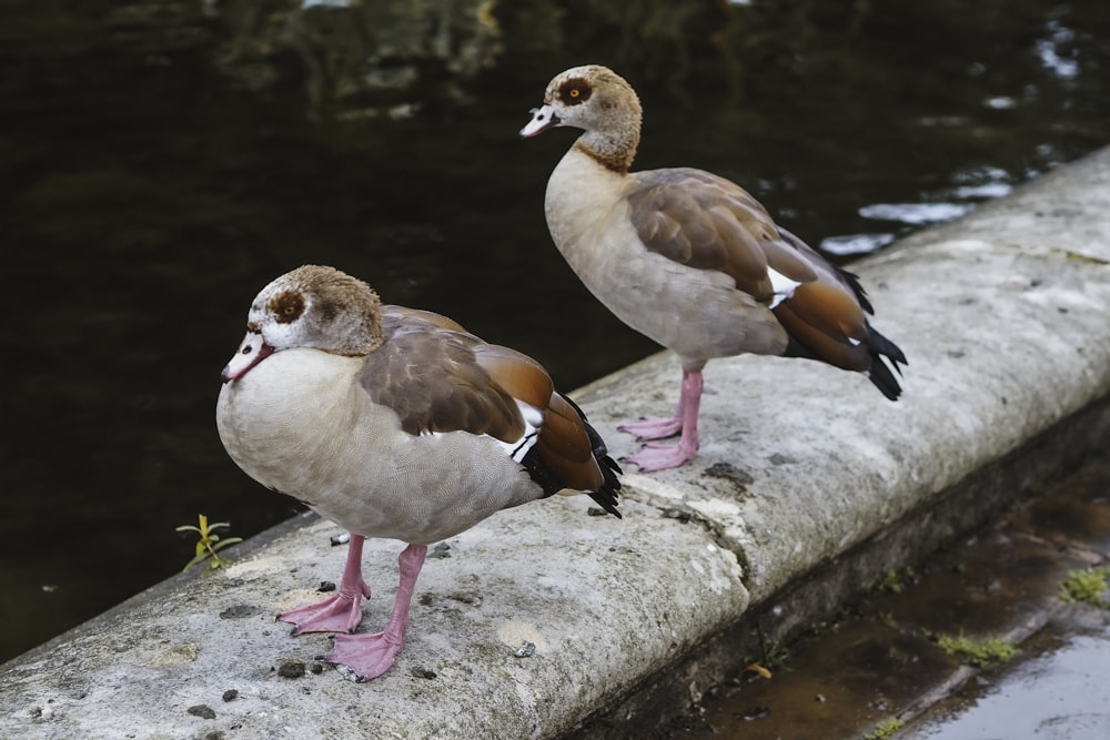 a couple of birds standing on top of a cement wall