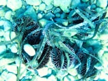 An underwater shot of divers collecting sea urchins.
