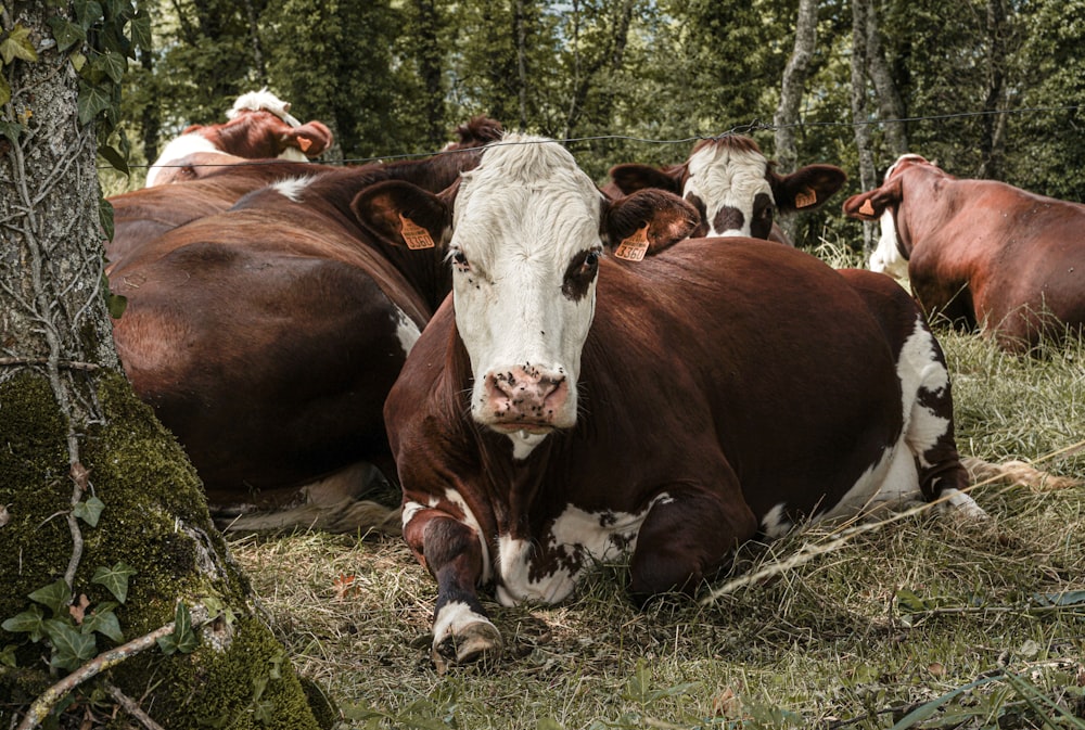 a group of brown and white cows laying in the grass