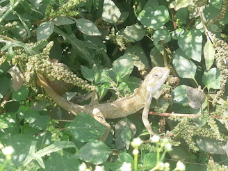 A sleepy goanna resting among dry leaves with soft morning light filtering through.