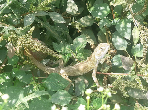 A sleepy goanna resting among dry leaves with soft morning light filtering through.