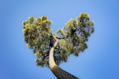a tall pine tree with a heart shaped branch