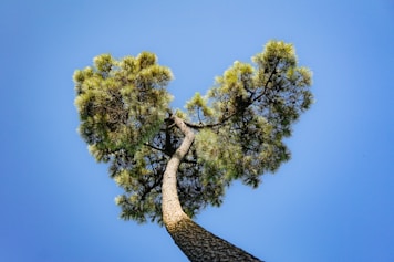a tall pine tree with a heart shaped branch