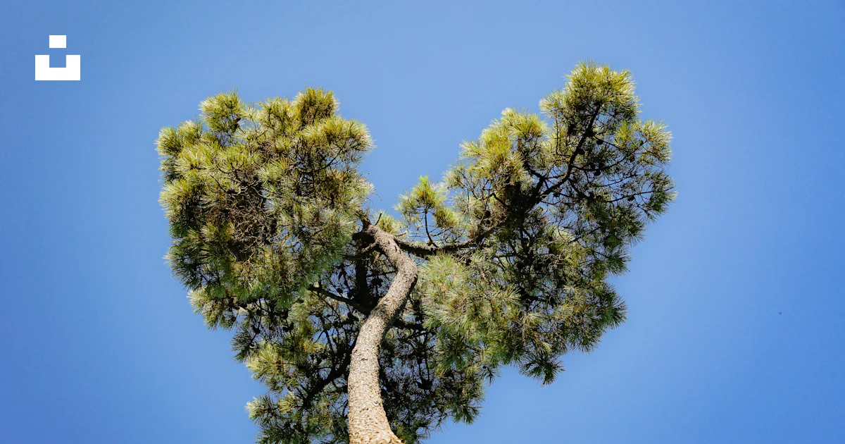 A tall pine tree with a heart shaped branch photo – Free Nature Image ...