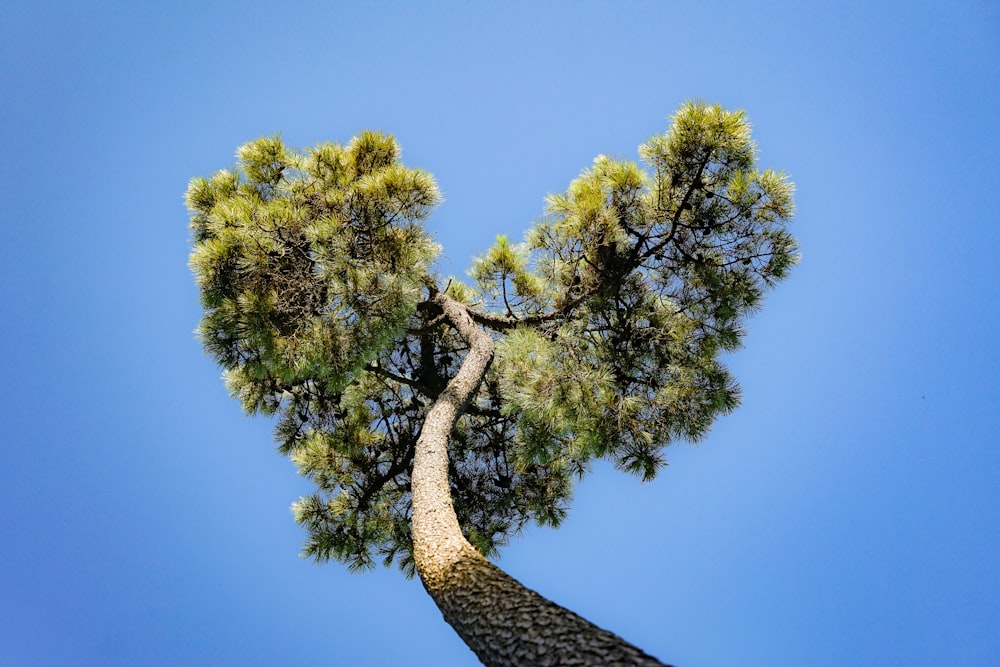 a tall pine tree with a heart shaped branch