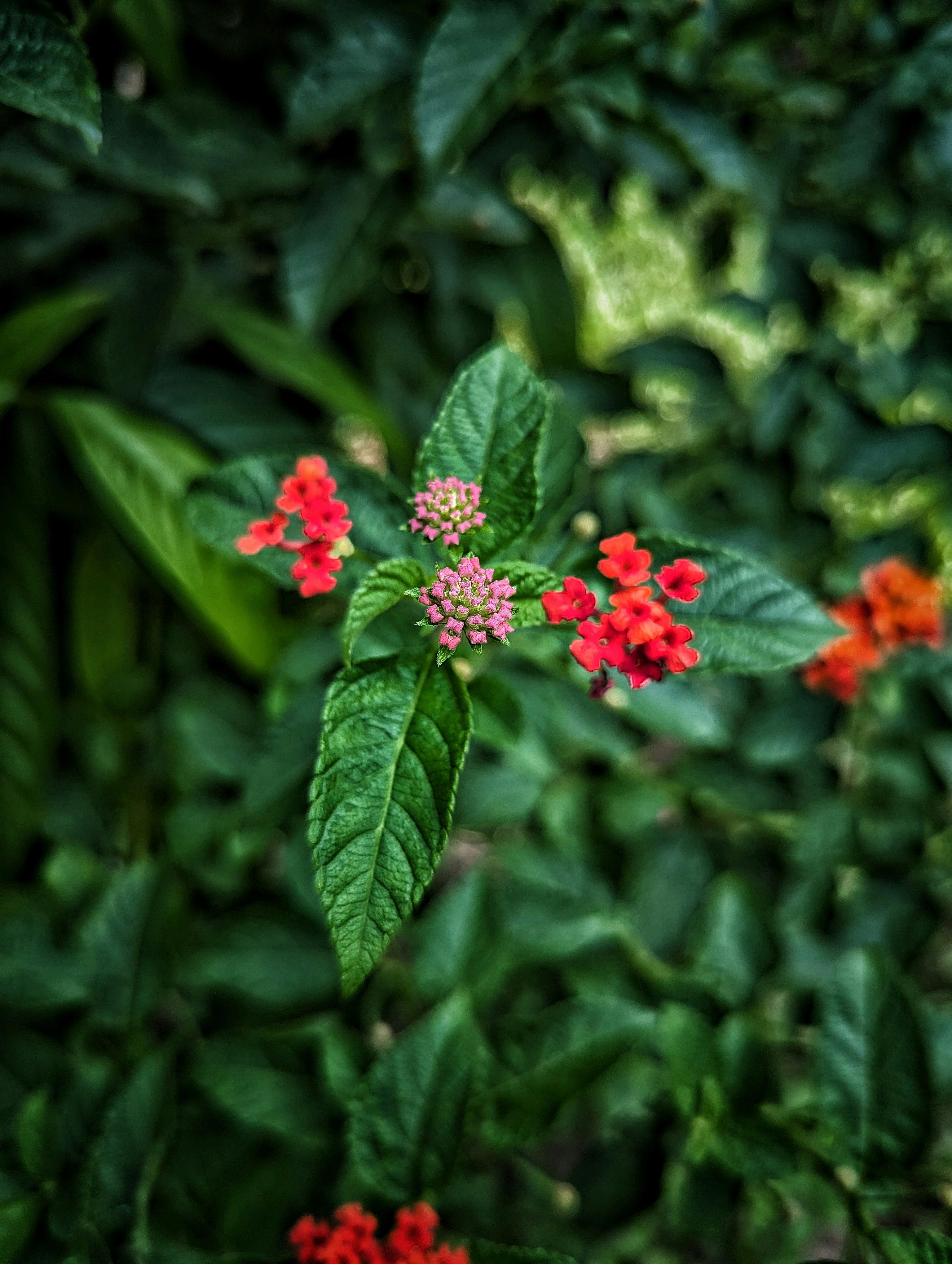 Photo by tanviralamhira